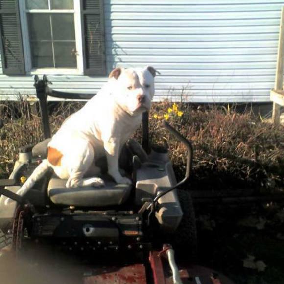 Meet your Posher, Chris - Picture 1 of 1